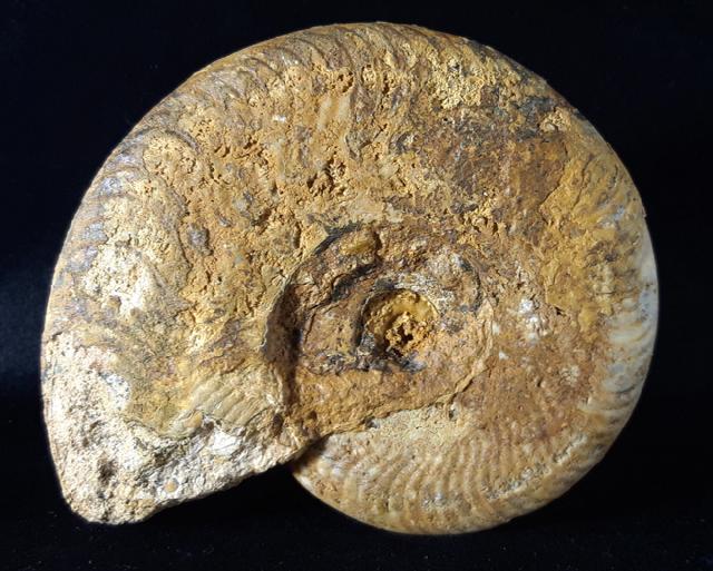 Harpoceras cf. nitescens STOLZ 1911 - Bild © FossNet FossilienStore